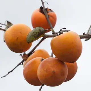 thumbnail for publication: Persimmons
